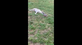 Stella the dog wants to play but Thomas the turtle would much rather eat!
