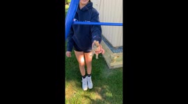 Baby Rabbit Bunny Screams, Squeals and Squeaks After Being Picked up By Young Girl
