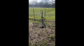 Man uses cutting tool to free deer stuck in metal fence