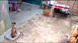 The dog prevented the fire in Anyang, China