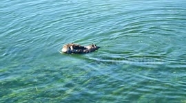 Mother Sea Otter Cares for Dead Baby in Morro Bay, California
