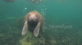 Face to face with cute manatees in while snorkeling in Florida's Crystal River