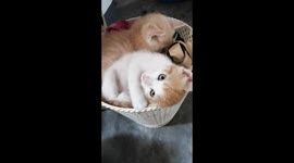 Basket Kittens: Adorable Hide-and-Seek with Two Playful Kittens