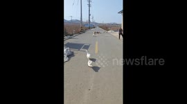 Duck Takes Flight on Owner's Prompt in Shandong, China