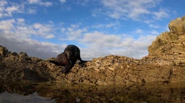 baby seal pup surprises us by sharing a close swim in small tidal pool in Kaikoura, New Zealand