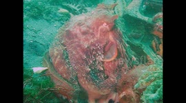 A giant Pacific octopus jets away from the camera, then changes skin shape and color and jets back to where it started. Puget Sound Washington state
