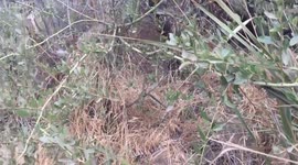 Diamondback Rattlesnakes Fighting for Dominance