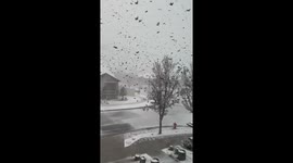 Flock of starlings twist and turn through snowy skies in blizzard-hit Utah