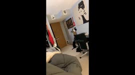 Black cat's mirror mishap: hilarious escape caught on camera