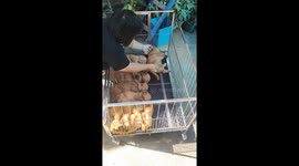 Puppies cuddle up together in line in kennel