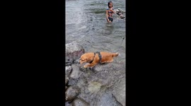Pet dog slips into river while walking over wet rocks