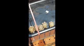Baby tortoises scamper across black tub
