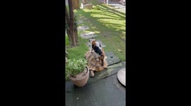 Pet cat rides on tortoise's back