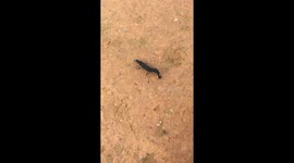 Bizarre larvae creature crawls along ground