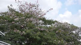 Pink sakura trees bloom along roadside in Bangkok