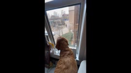 Joyful Reunion: Chinese Dog's tail Wagging Like Spinning Propeller