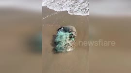 Seal pup tangled in fishing net rescued on beach in Russia