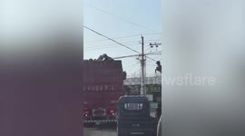 Lamb hangs from power line by its horns after transportation lorry passed underneath