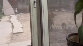 Unwavering Determination: Dog Chases Blown Away Blanket in China