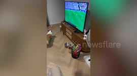 Football fan sits inside playpen to watch game without dog interrupting him
