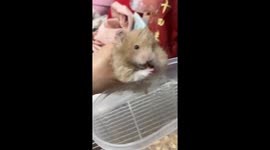 Adorable hamster caught hoarding snacks in China