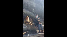 Chinese father and daughter harmoniously interact with golden monkeys