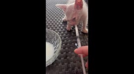 Kindhearted woman feeds milk to stray kitten