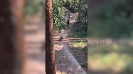 Adorable moment baby elephant struggles to follow its mother and trips over fallen tree