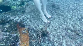MUST HAVE A THING FOR FEET! HILARIOUS MOMENT THAT OCTOPUS TRIES TO DRAG WOMAN BACK TO ITS UNDERWATER CAVE AFTER SPOTTING HER RED PAINTED TOE NAILS