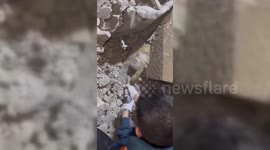 Palestinian Cat Rescued From Rubble