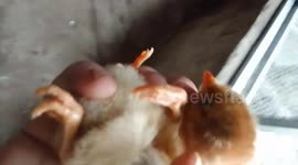 Farmer baffled after chick born with FOUR legs in Vietnam