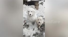 White dog poses next to snowman pooch doppelganger