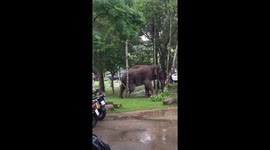 Jumbo itch! Elephant scratches bottom against tree