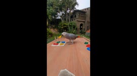 Parrot Stacks Items Based on Color and Shape