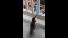 Squirrel Drinks From Porch-Mounted Bottle