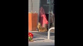 Sea Lion Pup Sunbathes In San Diego