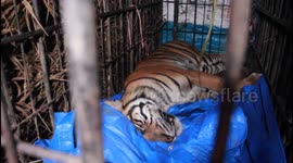 Drowsy tiger lets out roar despite being sedated by wildlife officials in Indonesia
