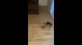 Yorkie Gets Jealous
