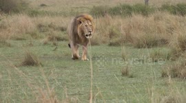 Male Rekero lion roars to call his pride., Maasai Mara, Kenya