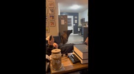German shepherds howl along to a video of huskies