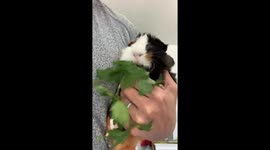 Chow down! Guinea pig is a parsley-eating machine