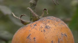 Farmers' crops fail as villages are covered in volcanic ash from volcanic eruptions in Indonesia