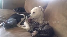 Animals being Adoptive Mothers