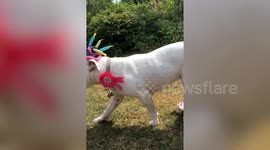 Best Animal Birthday Parties
