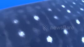 Amazing Shark Encounters