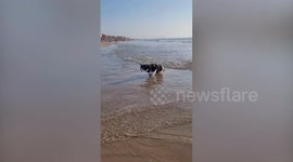 Animals Take a Trip to the Beach