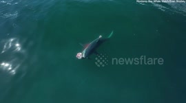 Mako shark devours sea lion