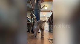 Best Animal Videos of the Month