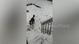 Animals Playing in the Snow