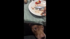 Vegetarian Dog Doesn't Want Meat